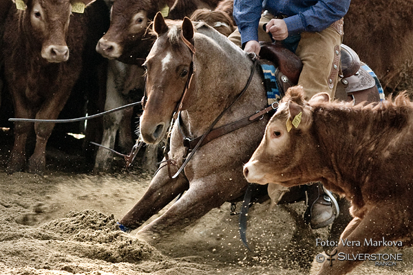 Veterinární podmínky pro SILVERSTONE WESTERN CUP