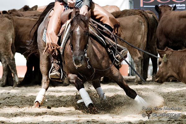 3.show CS NCHA GRASS ROOTS CUP 2015 - Maďarsko 16. -17. 5. 2015