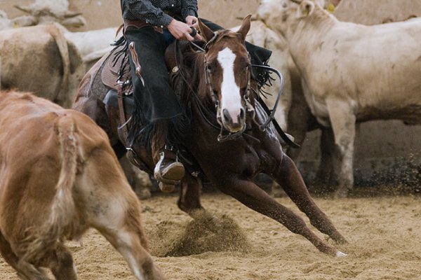 Celkové výsledky a fotografie z Finále CS NCHA GRASS ROOTS CUP - 19. - 20. 9. 2015, Ranč Hosťová, SVK