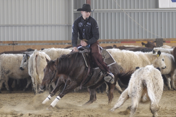 1.show SWC 2016 - 2. dubna 2016 Galloway farma Roupov - Výsledky a fotografie